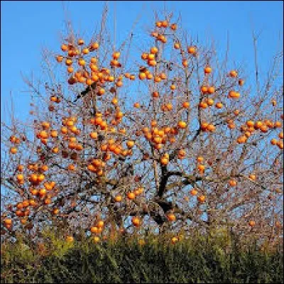 Sur quel arbre pousse le kaki ?