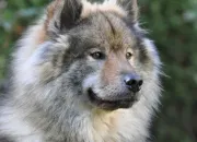 Quiz L'eurasier