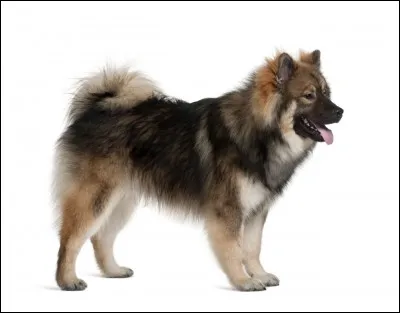 L'eurasier a trois autres noms : eurasien, eurasian et...