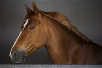 Quelle partie n'est pas sur la tête du cheval ?