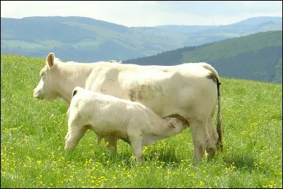 Comment s'appelle le petit de la vache ?