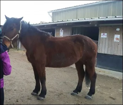 Les membres du cheval s'appellent :