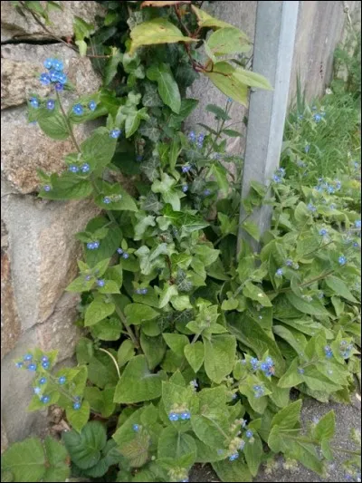 C'est une plante de la famille des boraginacées.