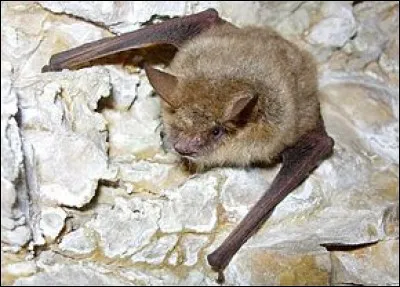 Quelle est cette espèce de chauve-souris ?