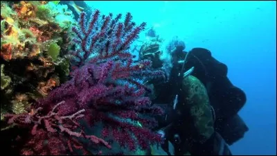 Evitez de regarder cette créature dans les yeux !