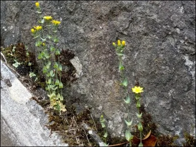 C'est une plante herbacée annuelle de la famille des Gentianacées.