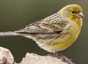 Quiz Du jaune chez les animaux