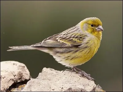 D'où est originaire le serin le plus connu au monde ?