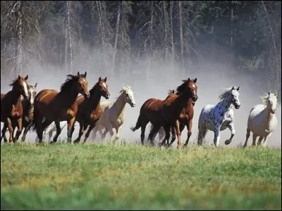 Comment s'appelle le cheval de Zorro ?