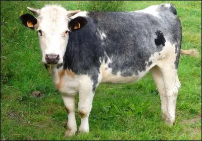 Originaire de France et de Wallonie en Belgique, star du salon de l'agriculture 2019 à Paris, cette vache calme et docile se caractérise par sa rusticité et sa couleur. Comment s'appelle cette race bovine française du littoral de la mer du Nord ?