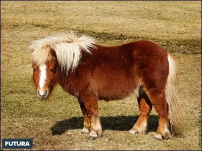 Un poney est :