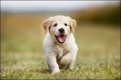 Pour commencer, quelle est la famille du chien ?