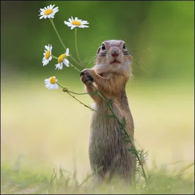 Je dirais que la petite bête a l'air offensée. Nous avons fait intrusion dans sa vie privée. Ce beau bouquet ne nous était donc pas destiné. Comment appelle-t-on cette espèce de rongeur aux si beaux yeux ?