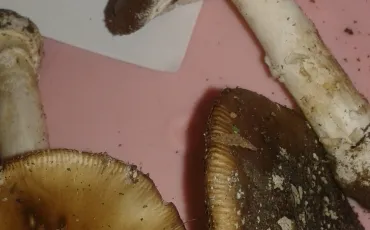 Quiz Champignons