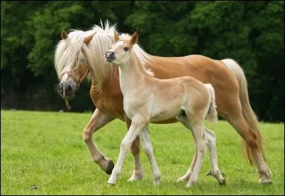 Le haflinger fait environ ... cm au garrot.