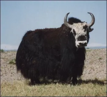 Quelle est la femelle de cet animal ?