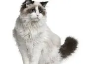 Quiz Connaissez-vous bien les chats ragdoll ?