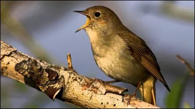 Qui peut se servir de cet oiseau ?