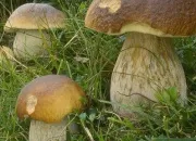 Quiz Identifier les champignons