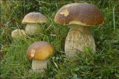 Ce champignon est