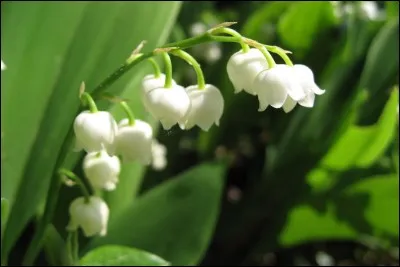 Tout le monde connaît le muguet et ses jolies clochettes blanches. Mais que désigne encore un ''muguet'' ?