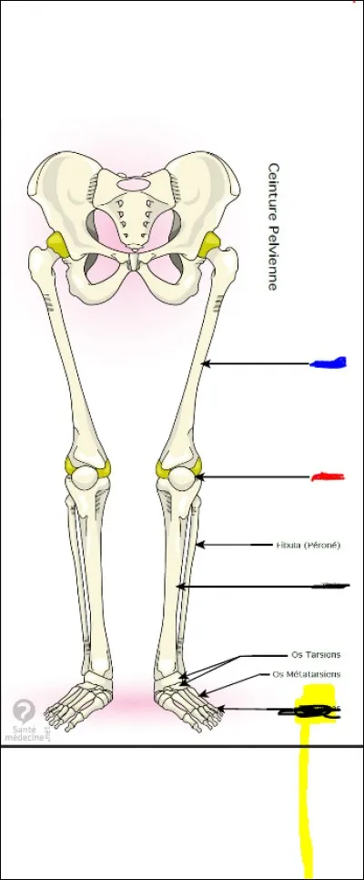 Où se trouve le fémur ?