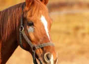 Test Quelle race de cheval est faite pour toi ?