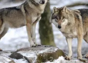 Quiz Connaissez-vous bien les loups ?