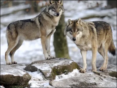 Quel est le nom scientifique du loup ?