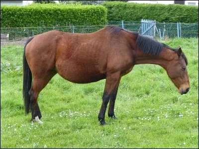 Quelle est la robe du cheval dont le corps est brun foncé ou roux avec des extrémités noires ?