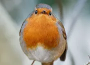 Quiz Les oiseaux du jardin