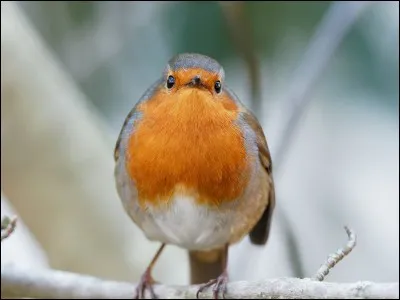 Quel est cet oiseau ?