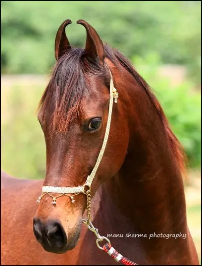 Quelle est la race de ce cheval ?