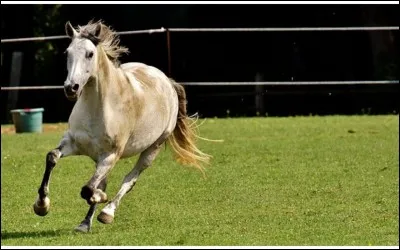 Comment appelle-t-on les couleurs des chevaux ?