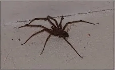 Un arachnophobe a la phobie des araignées.