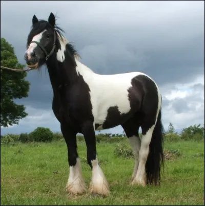 Quelle est la couleur de la robe de ce cheval ?