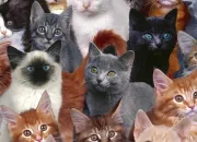 Quiz Les races de chats