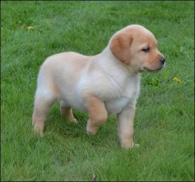 Origine : Canada 
Taille : 54 à 57 cm 
Caractère : Doux, intelligent, joueur, très bon flair
Représentant célèbre : Baltique, fidèle compagnon de Mitterrand
Quelle est cette race de chiens ?