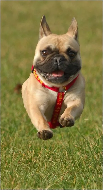 Le comportement du bouledogue français est généralement...