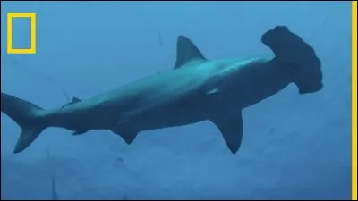 Quel est le nom de ce requin ?