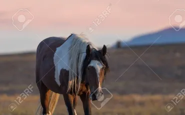 Quiz Chevaux