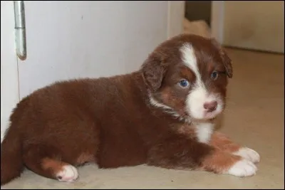 À quel âge mon chiot va-t-il commencer physiologiquement à être capable de se retenir pour faire ses besoins ?