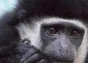 Quiz Animaux - Les races de singes