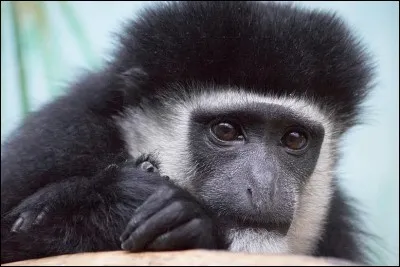 Quelle est la race de ce singe noir et blanc ?