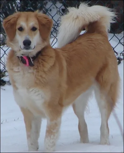 Les chiens sont des...