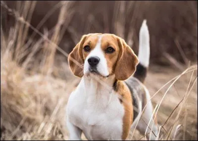 De quelle race est ce chien ?