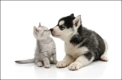 En moyenne, les Français préfèrent les chiens aux chats.