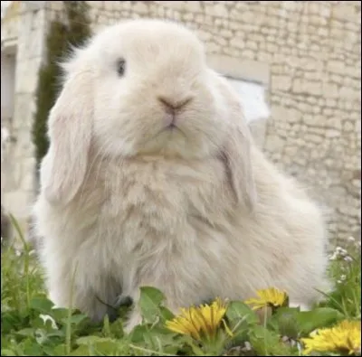 Quelle est la race de ce lapin ?