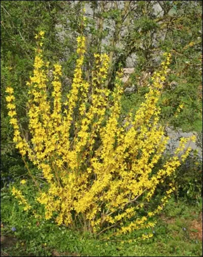 Quel est le nom de cet arbuste à fleurs jaunes ?