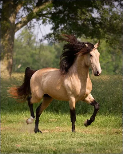 Quelle est cette robe de cheval ?